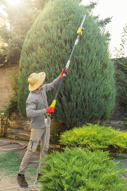 Best Dead Tree Removal  in Kennewick, WA